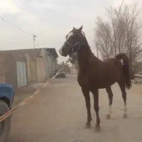 نریون ۴سال|اسب و تجهیزات اسب‌سواری|شاهین‌شهر, گزبرخوار|دیوار