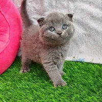 گربه|گربه|قم, صفاشهر|دیوار