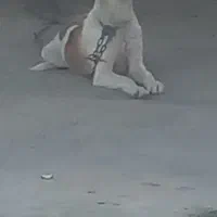 سگ گمشده