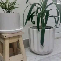 گل زیبا|گل و گیاه طبیعی|پرند, فاز ۴|دیوار
