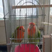 کوتوله مولد و جوجه