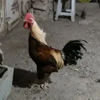 خروس محلی|حیوانات مزرعه|سنندج, |دیوار