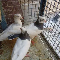 کفتر طوقی سبز|پرنده|شیراز, شهرک مطهری|دیوار