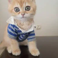 گربه پرشین|گربه|بندرعباس, |دیوار