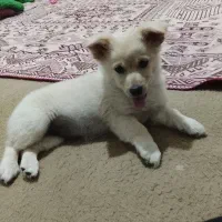 سگ ماده پامر اشپیتز|سگ|مهریز, |دیوار