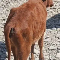 فروش سریع گوساله و بزغاله|حیوانات مزرعه|بم پشت, |دیوار