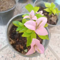 گل کاغذی یاسی رنگ کمیاب