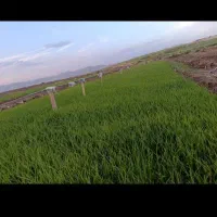 خریدار نشا دستی هر چند متراژ خریدارم.