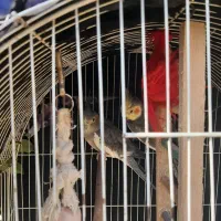 عروس هلندی|پرنده|رشت, احمد گوراب|دیوار