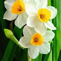 گل نرگس تازه عمده و خرده