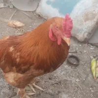 مرغ وخروس برهما|حیوانات مزرعه|تهران, بهارستان|دیوار