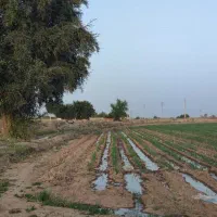 زمین باغچه۴۰۰۰متری برقدار پشت خونه ها بنجعفر