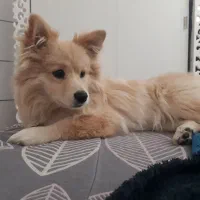 سگ پامرین|سگ|شهرکرد, |دیوار