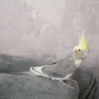 عروس هلندی|پرنده|تاکستان, |دیوار