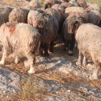 شیشک میش داشتی بره داروآبستن