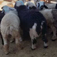 ۴۸بره پروارکم دنبه|حیوانات مزرعه|حمیل, |دیوار