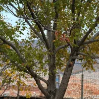 فروش خانه باغ شیک 1000 متری|فروش خانه و ویلا|ایوان, |دیوار