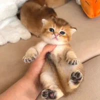 شهر گربه های نژاد دار (پرشین بریتیش اسکاتیش)