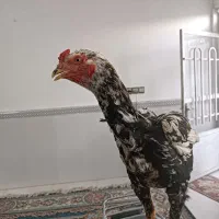جوجه لاری اصل دنگ بالا