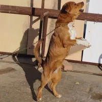 سگ ماده|سگ|بهار, |دیوار