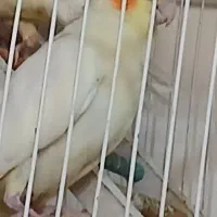 عروس البینیو لوتیتو بشرط قیمت مناسب