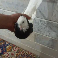 کفتر|پرنده|بردسکن, |دیوار