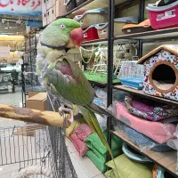 شاه طوطی نر بالغ دستی|پرنده|کرج, فاز ۳ گوهردشت|دیوار