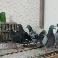 کبوتر پلاکی نر|پرنده|اهواز, کمپلو جنوبی|دیوار