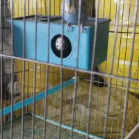 مرغ عشق ، جفتی ، مولد|پرنده|شیراز, شهرک مخابرات|دیوار