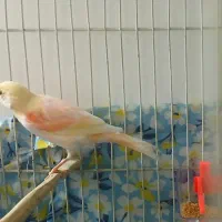 قناری ماده خوشرنگ سرخ زرد دورنگ درشت با قفس|پرنده|شیروان (خراسان), |دیوار