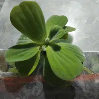 گیاه اکواریومی
