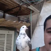 کبوتر‌گمشده|پرنده|تهران, مطهری|دیوار