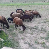 گوسفند|حیوانات مزرعه|سراجو, |دیوار