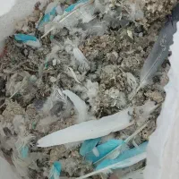 کود کفتر|خدمات باغبانی و درختکاری|مشکین‌دشت, |دیوار