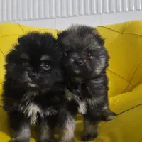 پامر خرسی و عروسکی