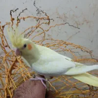 طوطی عروس هلندی جوجه بزرگ وسرلاکی موجود میباشد|پرنده|شوشتر, |دیوار