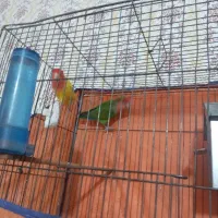 یک چوفت  برزیلی