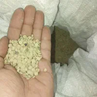 عدس پهنو درجه یک مخصوص دمپخت
