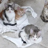 واگذاری بچه گربه ها و حامی برای گربه مادر
