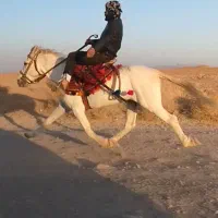 اسب یورقه افغان