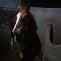 اسب ترکمن|اسب و تجهیزات اسب‌سواری|سبزوار, شرق کال میانی|دیوار