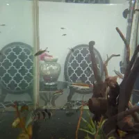 ماهی لوچ دلقک ردلاین کت پوزه