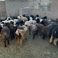 ۳۰راس بره ماده شیرخورده|حیوانات مزرعه|مرودشت, کناره|دیوار