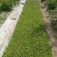 نشا گوجه