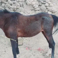 سلام دوستان نوزدین سه سال سر دم گیر شکم خالی|حیوانات مزرعه|بازفت, |دیوار