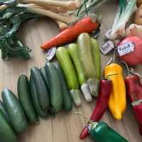 میوه های مصنوعی خارجی|گل مصنوعی|شاهرود, |دیوار