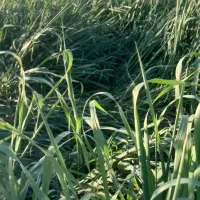 علف خسیل جو