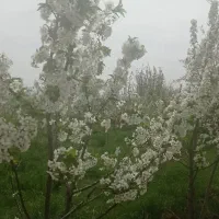 باغ آلبالو|فروش زمین و ملک کلنگی|تسوج, |دیوار