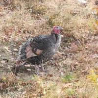 بوقلمون|حیوانات مزرعه|سارال, |دیوار