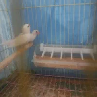 فنچ|پرنده|بندرعباس, |دیوار